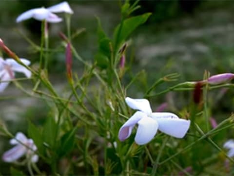 Fleurs d'Exception du Pays de Grasse : "Ensemble", le film de la renaissance