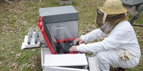 INRA : le résultat étonnant d'une étude sur la disparition des abeilles