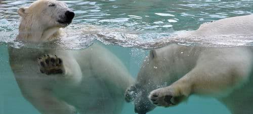 Les ours polaires prennent leurs marques à Marineland