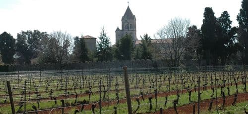 Saint Honorat : les moines célèbrent les 20 ans de leur vignoble