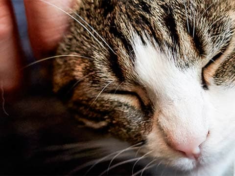 Virbac euphorique : le chiffre d'affaires du 1er trimestre (+19,3%) dépasse les attentes