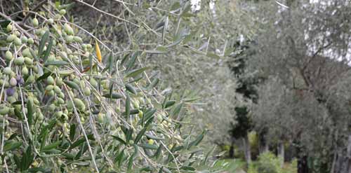 Menaces : la bactérie tueuse d'oliviers détectée à Nice 