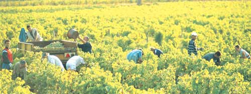 Vendanges en Provence : bonne qualité et volumes en hausse