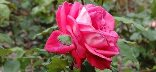 Meilland : histoires de roses