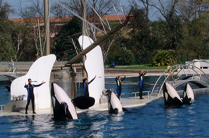 Antibes : Marineland racheté par l'espagnol Parques-Reunidos