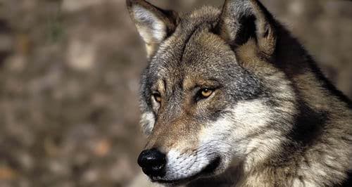 La louve du Mercantour donne de ses nouvelles