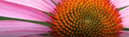 Les entreprises azuréennes les plus rentables sont au parfum!