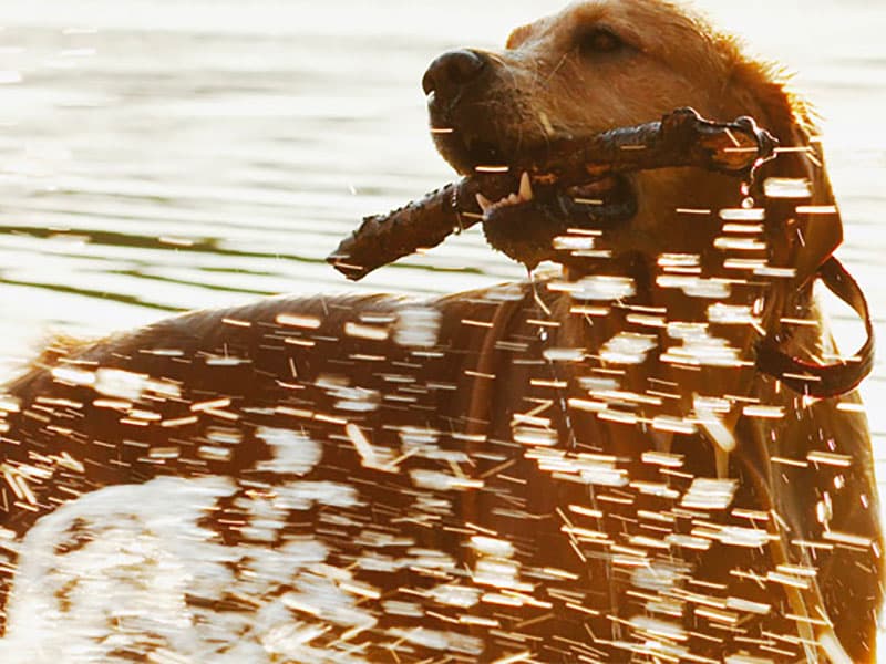 Virbac : un CA 2022 de 1,2 milliards d’euros boosté par le 4ème trimestre 