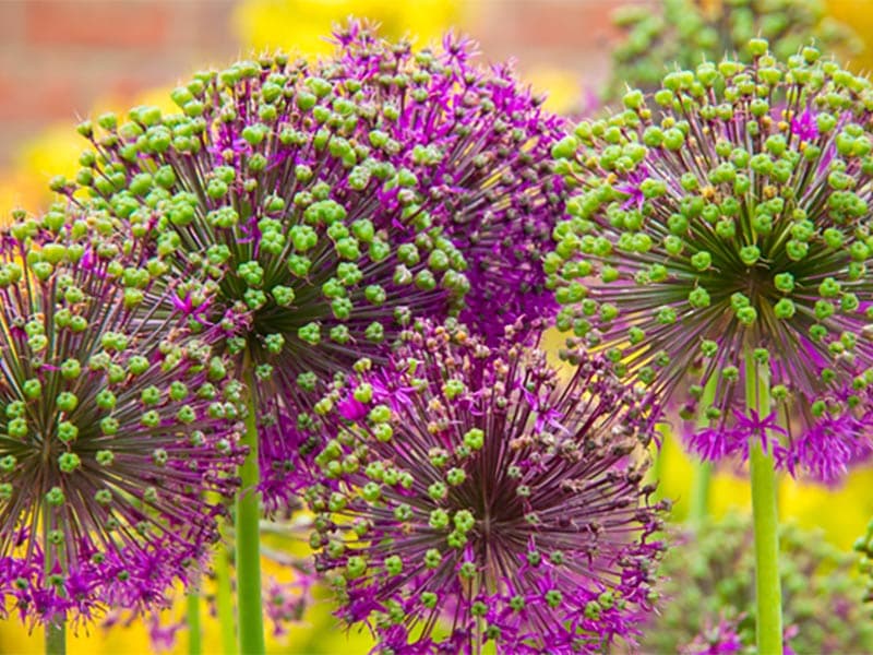 Agronomie : les scientifiques du Plant Oxygen Group en conférence à Sophia