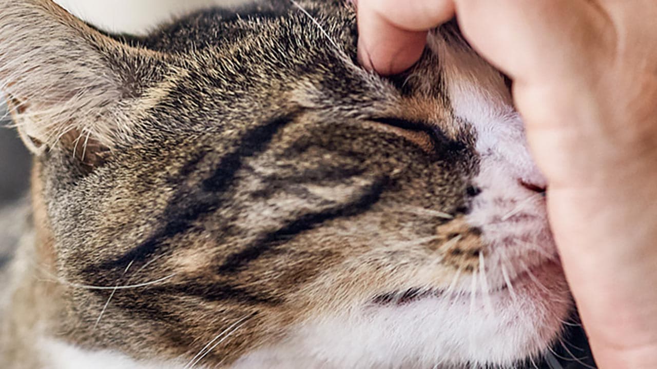 Virbac : 114 M€ pour le rachat d’un traitement pour les chats