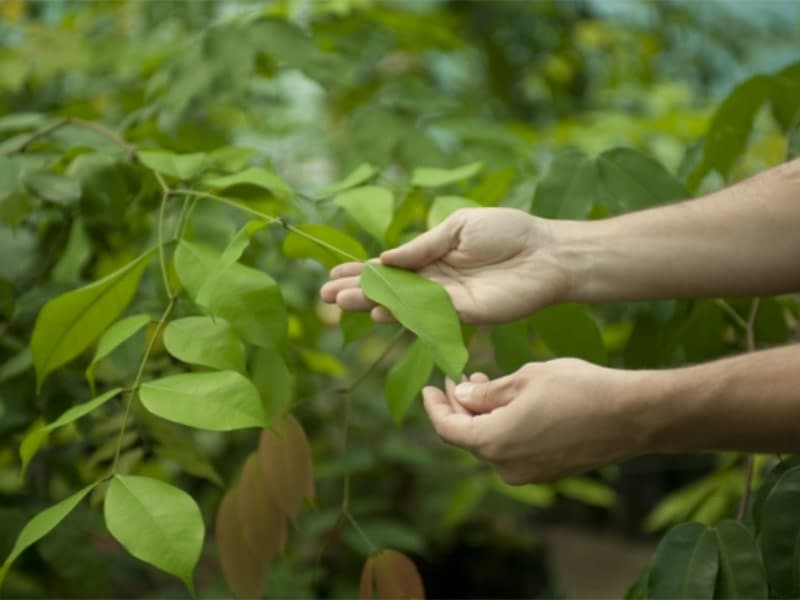 Inra Sophia : un nouveau Master pour "booster" la santé des plantes