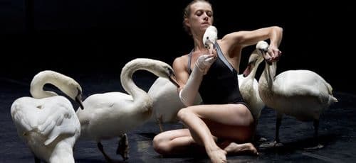 Cannes : les cygnes sur le devant de la scène avec Swan