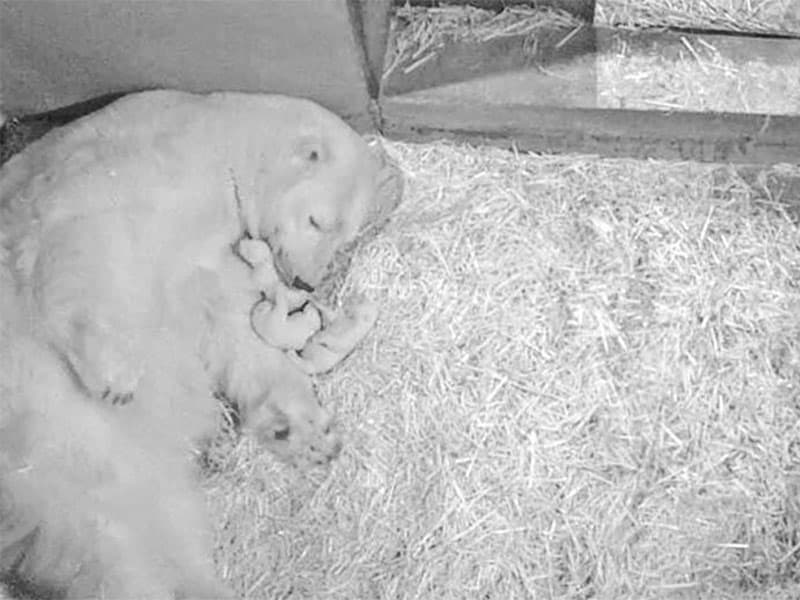 Rarissime : trois oursons blancs nés à Marineland Antibes