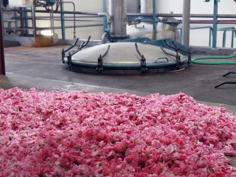 "Absolue Pays de Grasse" : un nouveau label en vue pour les parfums grassois