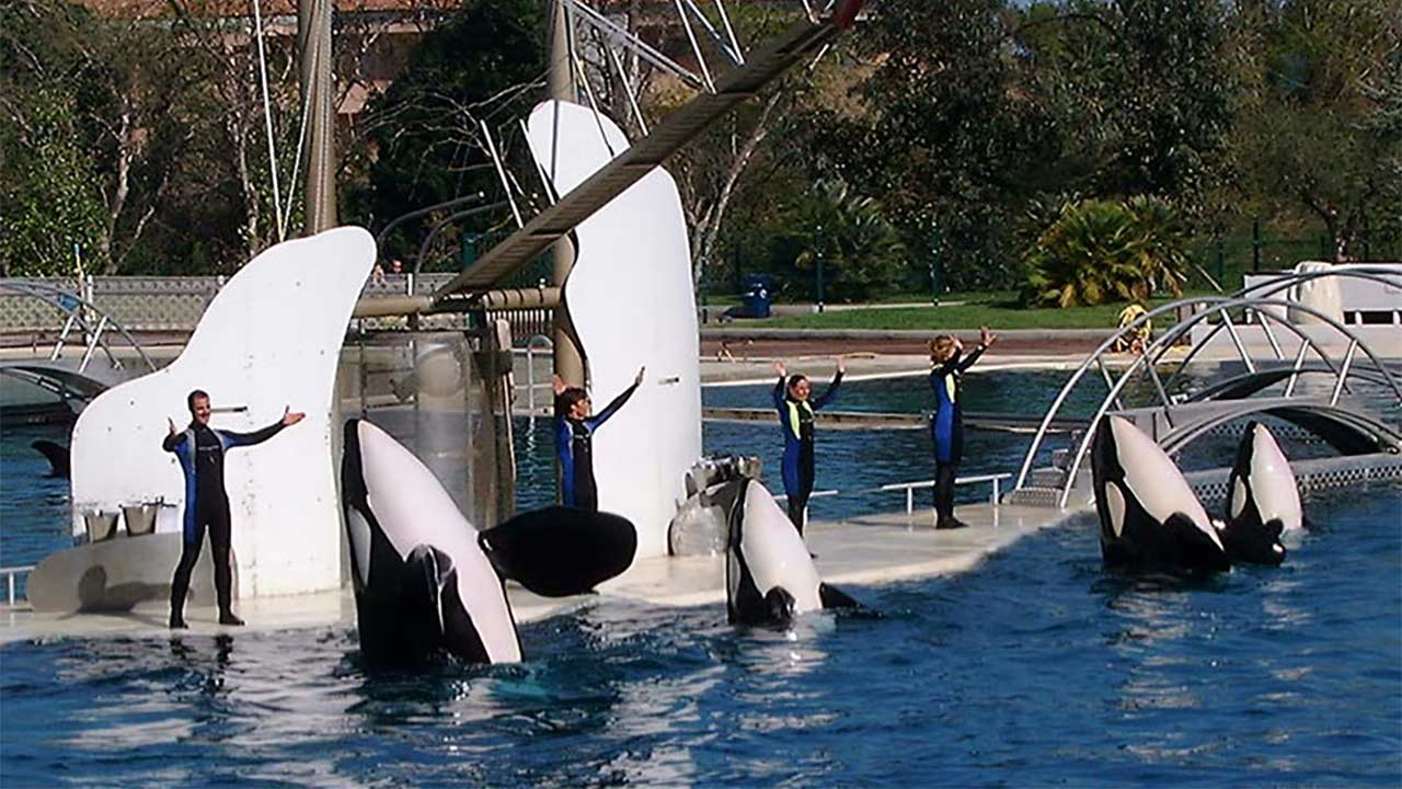 Marineland : 3 associations lancent une plainte pour actes de cruauté