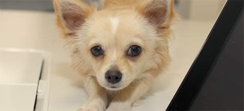 Carros : Virbac finalise sa plus grosse acquisition aux Etats-Unis