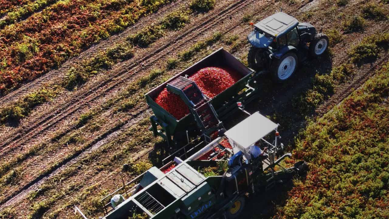 Grasse : Robertet met la tomate upcyclée au service des peaux sensibles