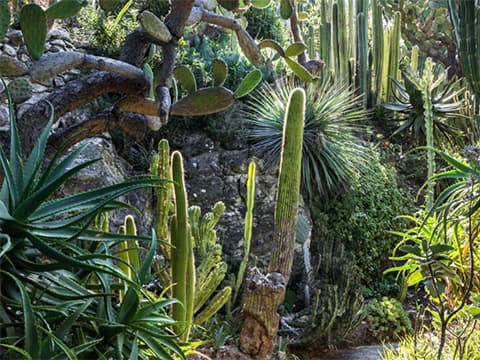 Deux des plus beaux jardins du monde sont à Saint-Jean-Cap-Ferrat et à Monaco