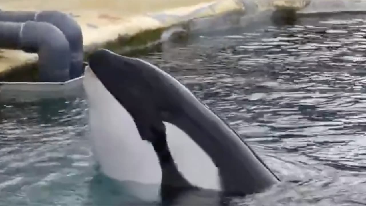 Marineland : les deux orques Wikie et Keijo vont-elles partir au Japon ?