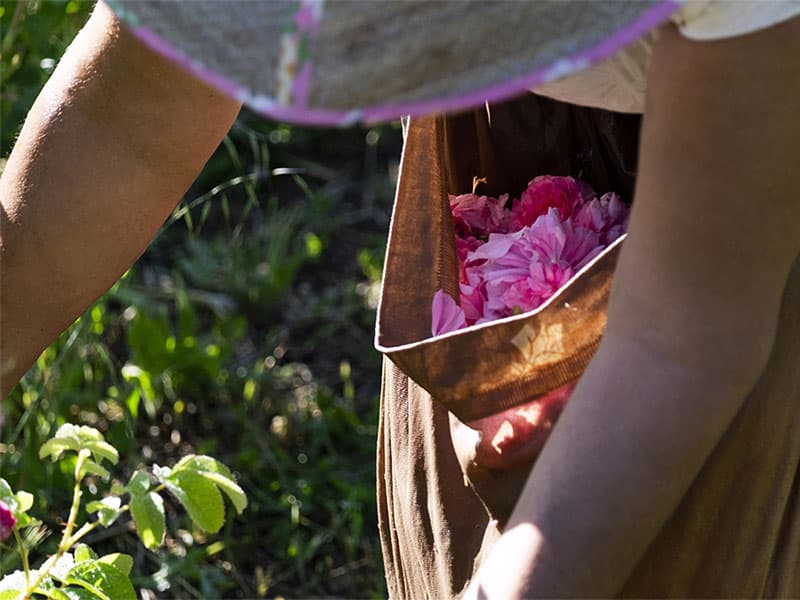 Parfums : Lancôme se renforce sur Grasse avec le "Domaine de la Rose"