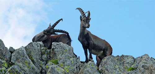 Mercantour : "Les Alpes de la Mer" se lancent pour le Patrimoine Mondial
