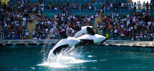 Club Entreprises Côte d’Azur : Comment Marineland a su surfer sur la crise