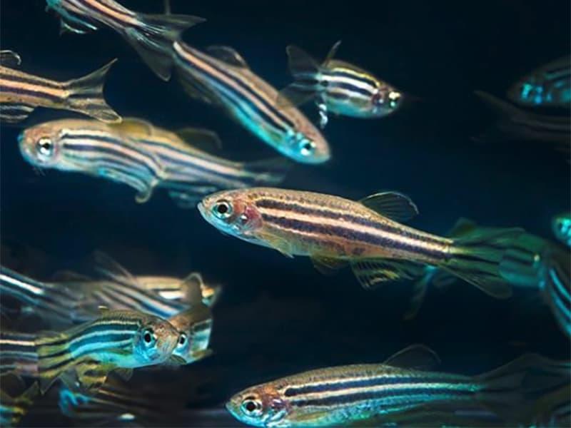 Découverte à Nice : l’IRCAN ouvre une piste pour lutter contre le vieillissement