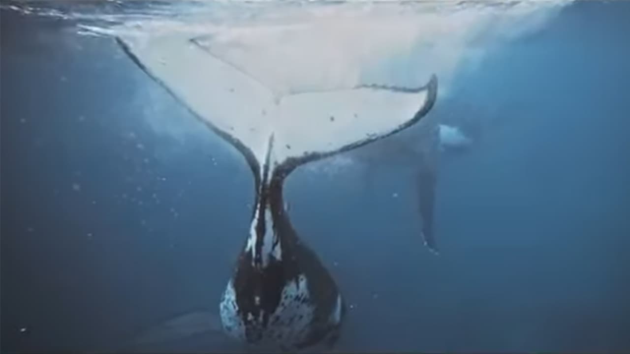 Blue Economy and Finance Forum à Monaco : de l’argent pour l’océan