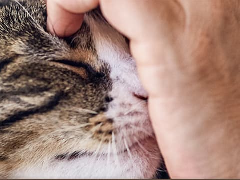 Carros : Virbac poursuit son insolente croissance