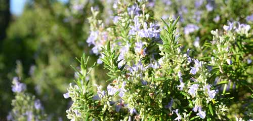 Xylella Fastidiosa : alerte rouge dans les Alpes-Maritimes!