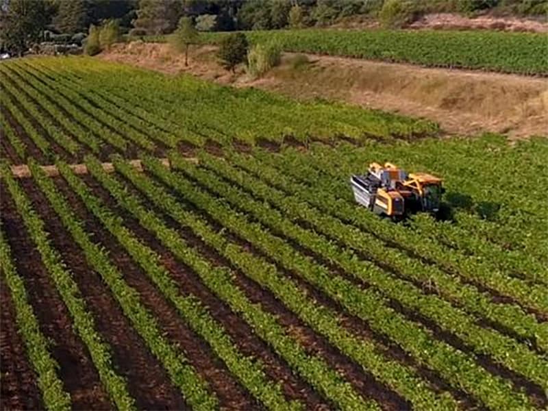 MyCophyto et ses champignons magiques au secours du rosé de Provence