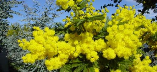 Mimosa : le "soleil d’hiver" s’exporte bien