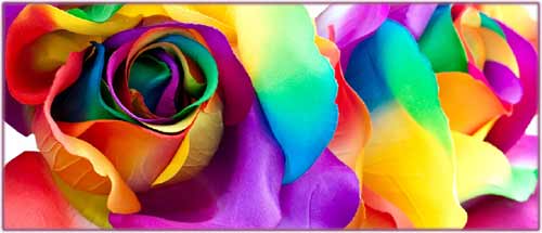 INRA Sophia : FioriMed pour moins de pesticides dans l'horticulture