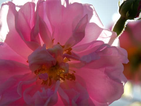 Grasse : Ensemble, le film du regain à la Giono des champs de fleurs à parfums