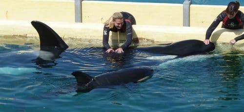 Naissance d’un bébé orque à Marineland : l’interview de Jon Kershaw