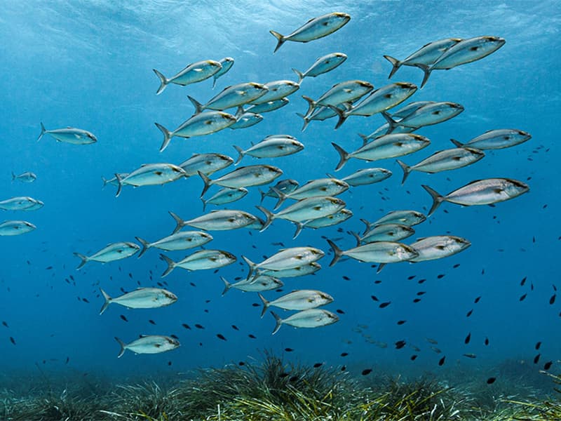 "Open Map of the Global Pause" : les effets positifs de la pause Covid-19