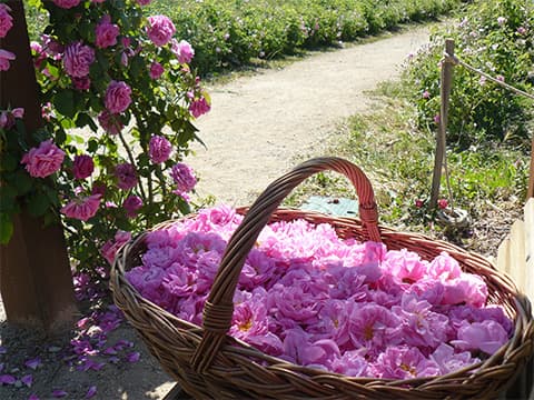 Cosmétiques : avec Nissactive, les épines de la rose ne seront plus jetées