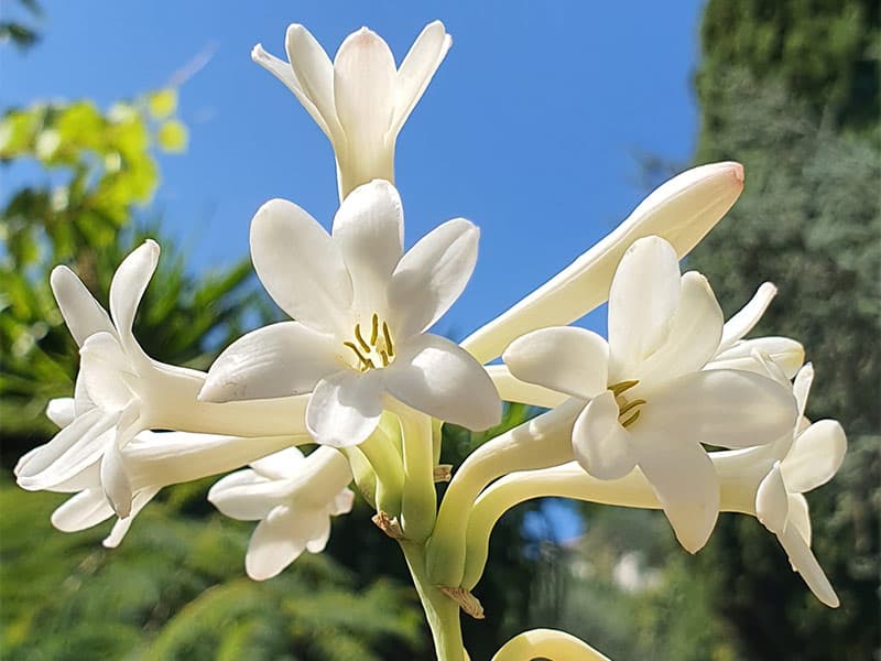 Nice : un test olfactif pour détecter les premiers symptômes de la Covid-19