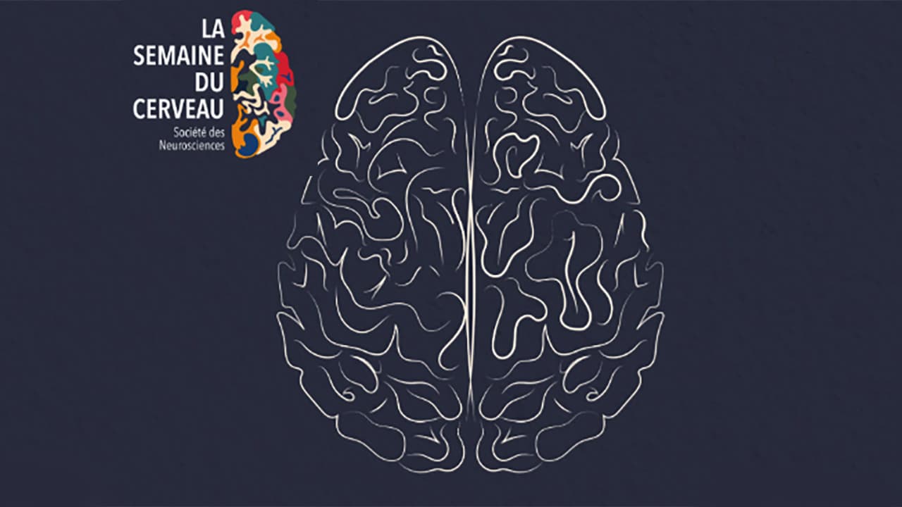 Semaine du Cerveau : les neurosciences partagent leurs avancées