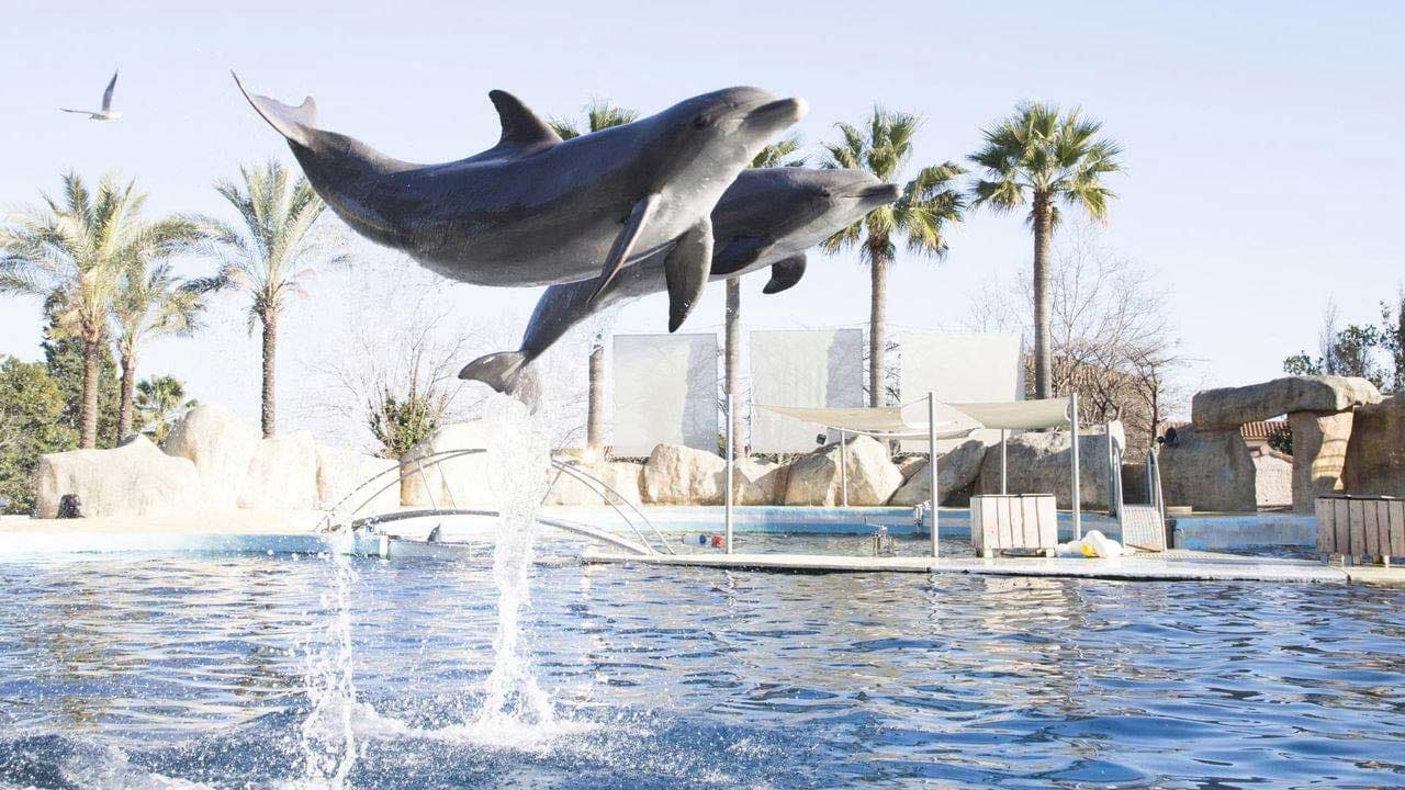 Cannes : Sea Shepherd et Pamela Anderson contre les delphinariums