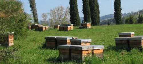 Jean Louis Lautard, lapiculteur qui récolte aussi les médailles