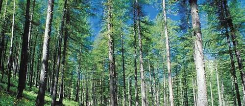 Mieux valoriser la forêt méditerranéenne: linterview de Gaston Franco