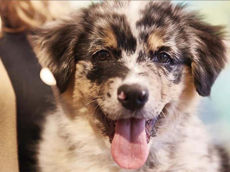 Carros : la bonne santé retrouvée du groupe Virbac