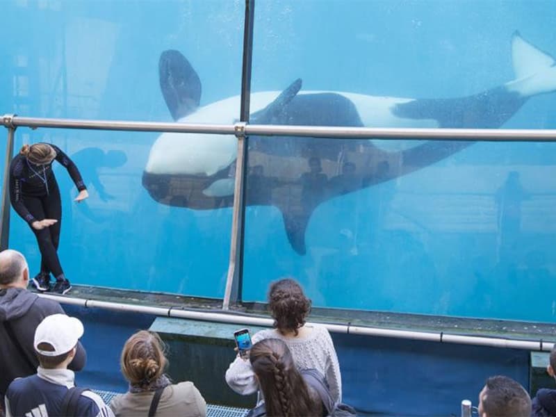 Faune sauvage : la fin programmée de Marineland à Antibes ?
