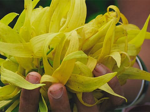 Grasse : la "très belle année" 2021 du Groupe Robertet 