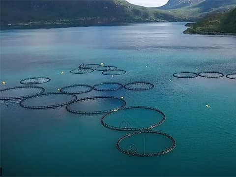 Aquaculture : Virbac finalise l'acquisition du groupe chilien Centrovet