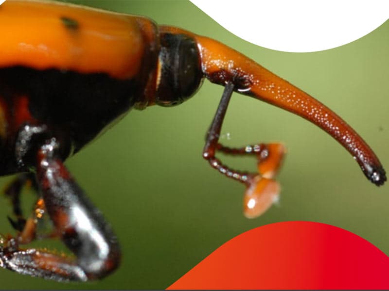 Sauvegarde des palmiers de la Côte : un combat perdu d'avance ?