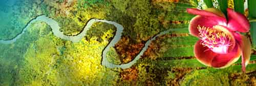 Grasse : tout sur l'aromathérapie et les plantes médicinales