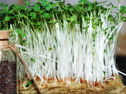 Nice : devenez "micro-pousseur" avec la Pousse Branchée