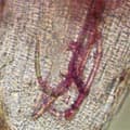 INRA Sophia : le premier génome d'un animal parasite de plantes séquencé